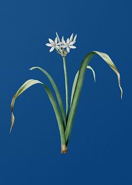 Small Flowered Pancratium