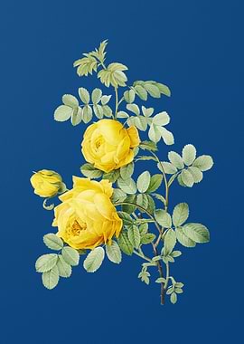Vintage Sulphur Rose