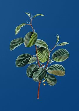 Alpine Buckthorn Plant