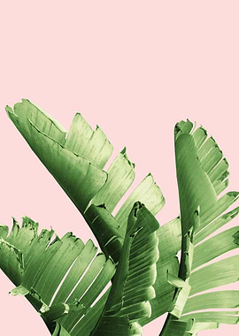 Blush Banana Leaves 12