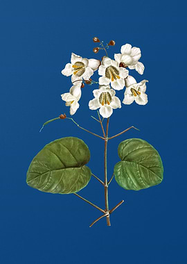 Catalpa Cordifolia Flower