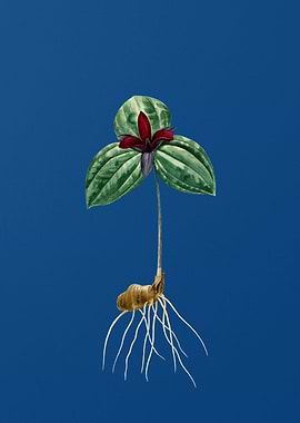 Tri Flower on Classic Blue