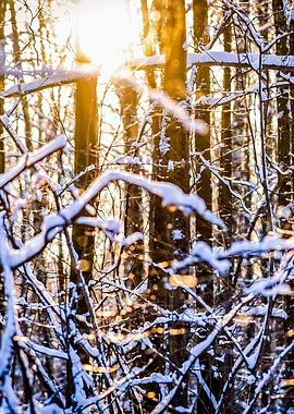 Nature And Winter Sunset