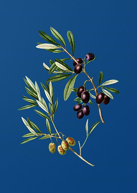 Olive on Classic Blue