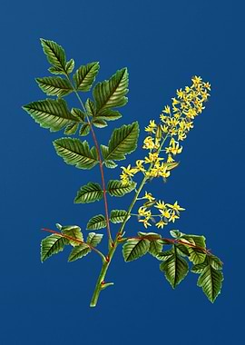 Golden Rain Tree on Blue