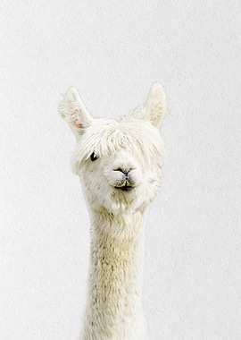cute llama baby