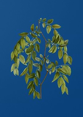 Jujube on Classic Blue