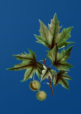 Old World Sycamore on Blue