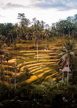 Tegallalang rice terrace
