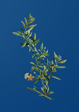 Goji Berry Branch on Blue