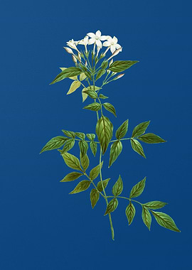 Jasmin Officinale Flower