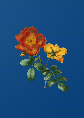 Sweetbriar Rose on Blue