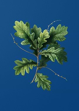English Oak on Blue