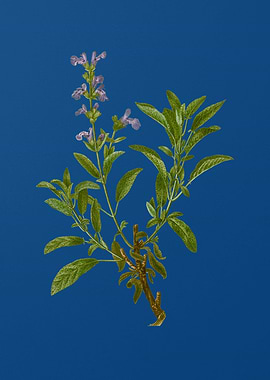Garden Sage on Blue