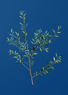 Myrtle Dahoon Branch