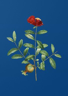 Pomegranate Branch