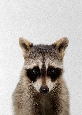 raccoon baby