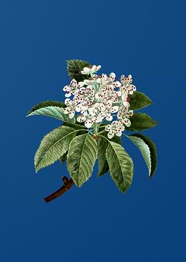 Shipova Flowers on Blue