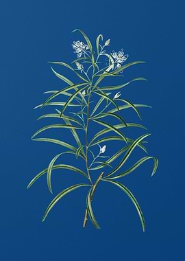 Narrow Leaf Spider Flower