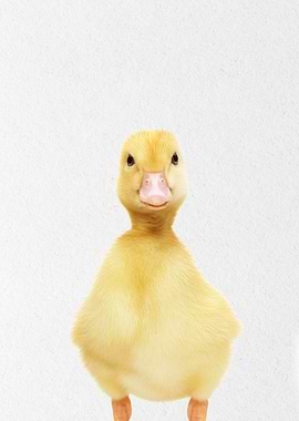 duckling baby