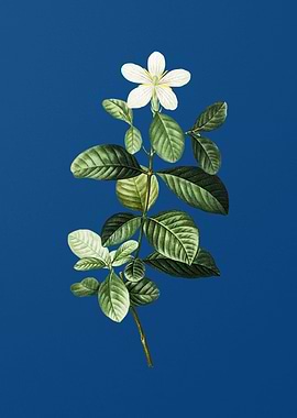Gardenia on Blue
