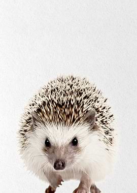 hedgehog