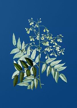 Japanese Pagoda Tree