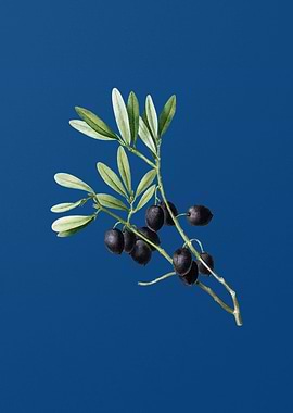 Olive Tree Branch on Blue