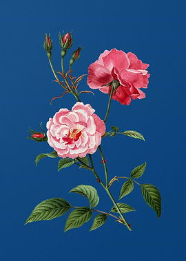 Vintage Ever Blowing Rose