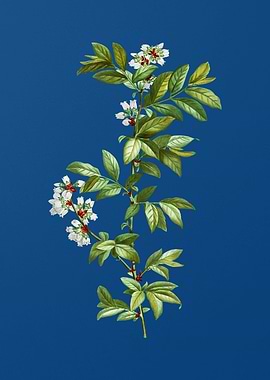 Rabbit Eye Blueberry