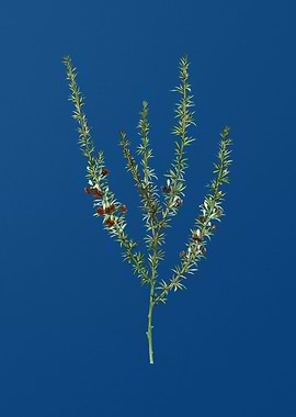 Tortoise Berry on Blue