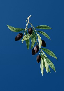 Olive Tree Branch on Blue