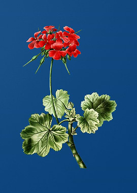 Scarlet Geranium on Blue