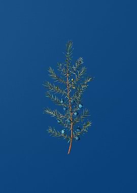 Common Juniper on Blue
