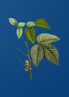 Eastern Poison Ivy on Blue