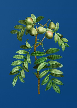 Service Tree on Blue