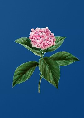French Hydrangea