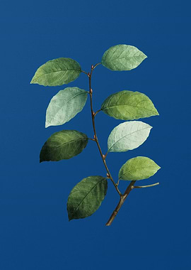 Eared Willow on Blue