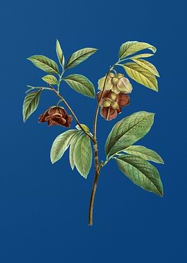 Papaw Tree Branch on Blue