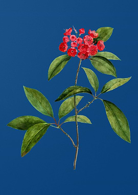 Mountain Laurel Branch