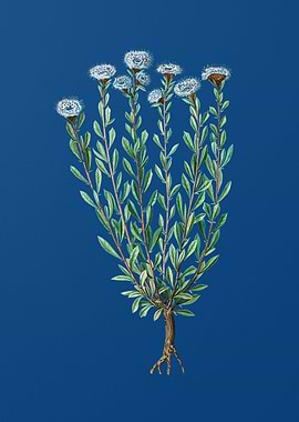 Globe Daisies on Blue