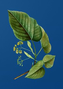 Linden Tree Branch