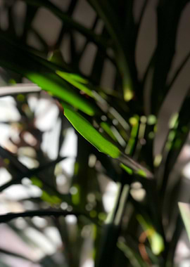 Golden Hour Yucca tree