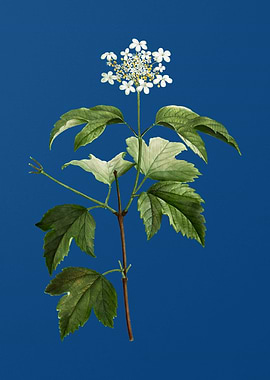 Guelder Rose Flower