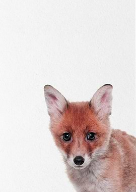 baby fox mountain