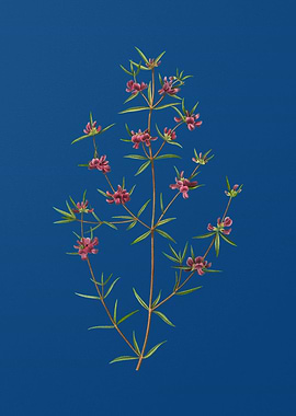 Heath Mirbelia Branch