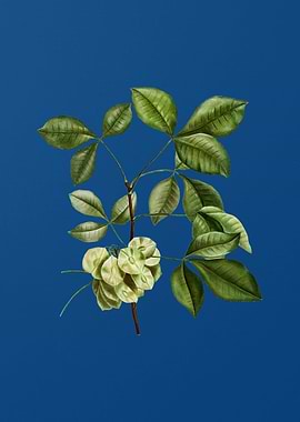 Common Hoptree on Blue