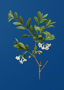 White Honeysuckle Plant