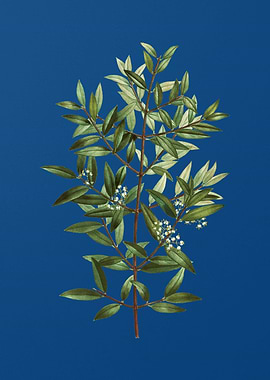 Phillyrea Tree Branch