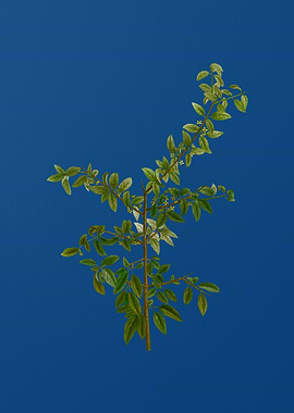 Rock Buckthorn on Blue